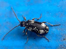 Attēlu rezultāti vaicājumam “Ptinus sp.”