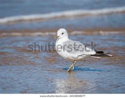 Attēlu rezultāti vaicājumam “Larus canus”