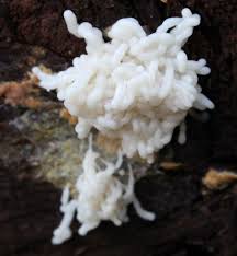 Attēlu rezultāti vaicājumam “Stemonitopsis hyperopta”