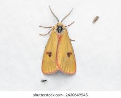 Attēlu rezultāti vaicājumam “Diacrisia sannio male”