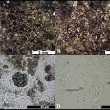 Attēlu rezultāti vaicājumam “Microstoma protracta”