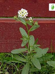 Attēlu rezultāti vaicājumam “Berteroa incana flower”