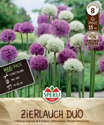 Image result for Zierlauch