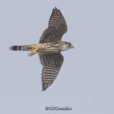 Image result for Falco columbarius