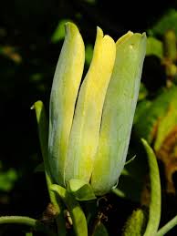 Attēlu rezultāti vaicājumam “Magnolia acuminata bud”