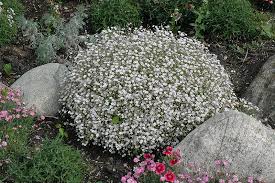 Attēlu rezultāti vaicājumam “Gypsophila fastigiata flower”
