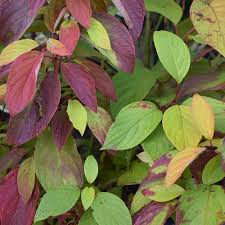 Attēlu rezultāti vaicājumam “Cornus alba”