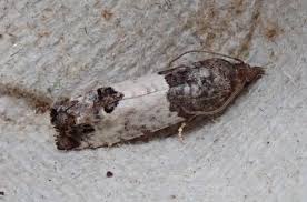 Attēlu rezultāti vaicājumam “Spilonota ocellana”