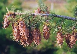 Attēlu rezultāti vaicājumam “Pseudotsuga menziesii fruit”