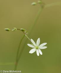 Attēlu rezultāti vaicājumam “Stellaria graminea”