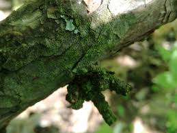 Attēlu rezultāti vaicājumam “Pleurococcus vulgaris”