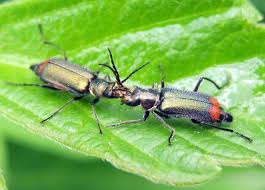 Attēlu rezultāti vaicājumam “Malachius bipustulatus”