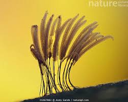 Attēlu rezultāti vaicājumam “Stemonitis sp.”