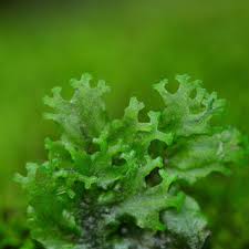 Attēlu rezultāti vaicājumam “Pellia endiviifolia sporophyte”