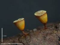 Attēlu rezultāti vaicājumam “Craterium minutum cf. var. brunneum macro”