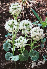 Image result for Petasites officinalis