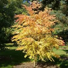 Attēlu rezultāti vaicājumam “Cercidiphyllum japonicum”