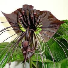 Image result for Tacca chantrieri