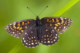 Attēlu rezultāti vaicājumam “Melitaea diamina upperside”