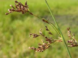 Attēlu rezultāti vaicājumam “Juncus inflexus”