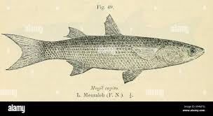 Image result for Liza ramada