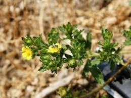 Attēlu rezultāti vaicājumam “Potentilla norvegica flower”