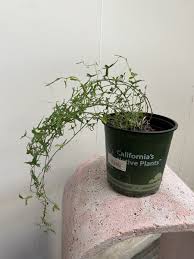 Attēlu rezultāti vaicājumam “Cribraria martinii stalked”