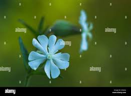 Attēlu rezultāti vaicājumam “Silene latifolia subsp. alba flower”