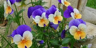 Image result for Hornveilchen