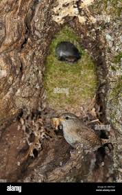 Attēlu rezultāti vaicājumam “Troglodytes troglodytes nest”