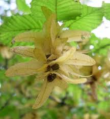 Attēlu rezultāti vaicājumam “Carpinus betulus female flower”