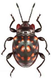 Attēlu rezultāti vaicājumam “Endomychidae”