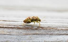 Attēlu rezultāti vaicājumam “Lygus nymph”