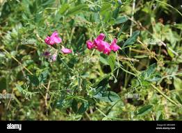 Attēlu rezultāti vaicājumam “Lathyrus tuberosus”