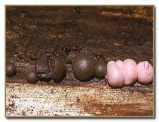 Attēlu rezultāti vaicājumam “Lycogala exiguum aggr. sessile”