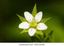 Attēlu rezultāti vaicājumam “Moehringia trinervia flower”
