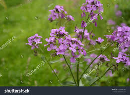 Attēlu rezultāti vaicājumam “Hesperis matronalis”