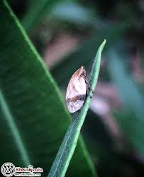 Attēlu rezultāti vaicājumam “Lepyronia coleoptrata”