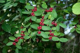 Attēlu rezultāti vaicājumam “Lonicera tatarica fruit”