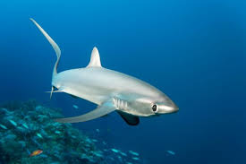 Image result for Alopias vulpinus