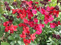 Image result for Cheiranthus cheiri