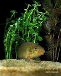 Image result for Tinca tinca