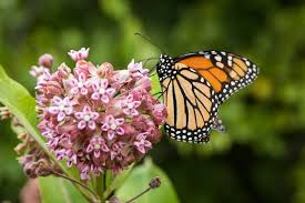 Image result for monarch butterfly