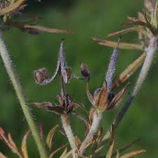 Attēlu rezultāti vaicājumam “Geranium dissectum fruit”