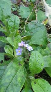 Image result for Myosotis sylvatica