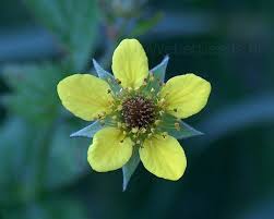 Image result for Geum urbanum