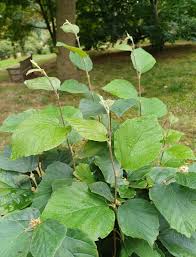 Attēlu rezultāti vaicājumam “Fothergilla major”