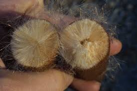 Attēlu rezultāti vaicājumam “Typha latifolia fruit”