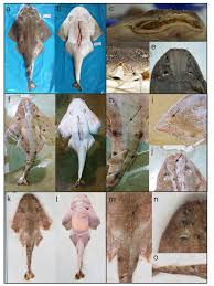 Image result for Squatina dumeril