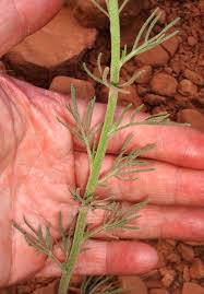 Attēlu rezultāti vaicājumam “Stemonitopsis aequalis (var. aequalis) stalked”